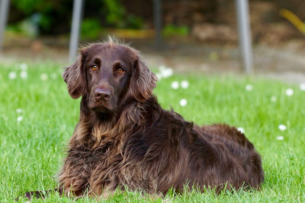 Übersäuerung, Hundekrankheit