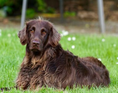 Übersäuerung, Hundekrankheit