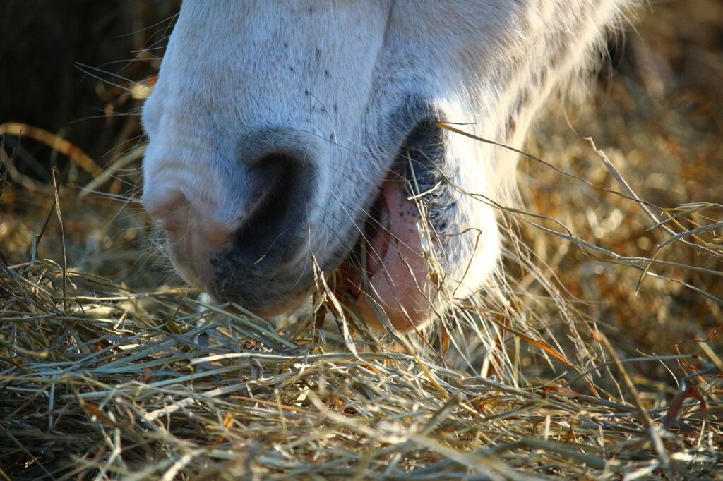 Pferd