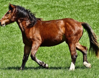 Gelenke beim Pferd