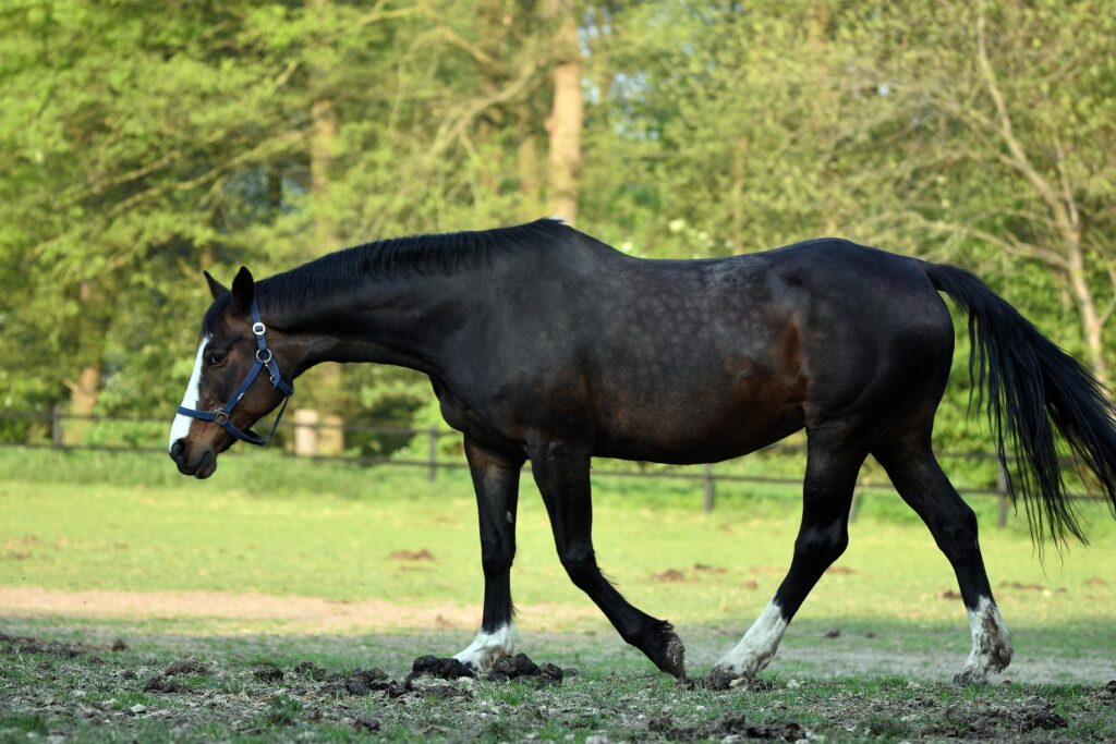 Vaskulitis beim Pferd