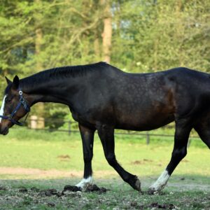 Vaskulitis beim Pferd