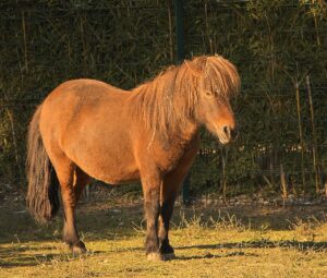 Schimmelpilz Pferd Symptome