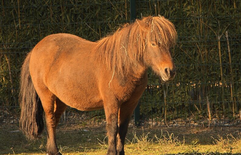 Schimmelpilz Pferd Symptome