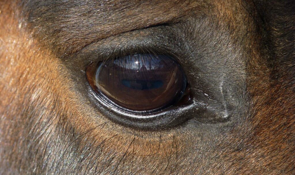 Periodische Augenentzündung Pferd