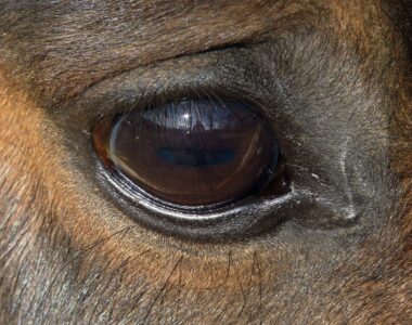 Periodische Augenentzündung Pferd