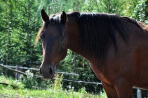 Cushing Pferd