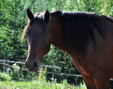 Cushing Pferd
