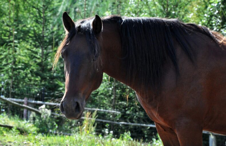 Cushing Pferd