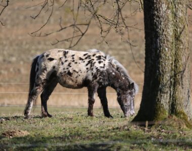 Magengeschwür Pferd