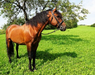 Magengeschwür Pferd, Magengeschwüre Pferd