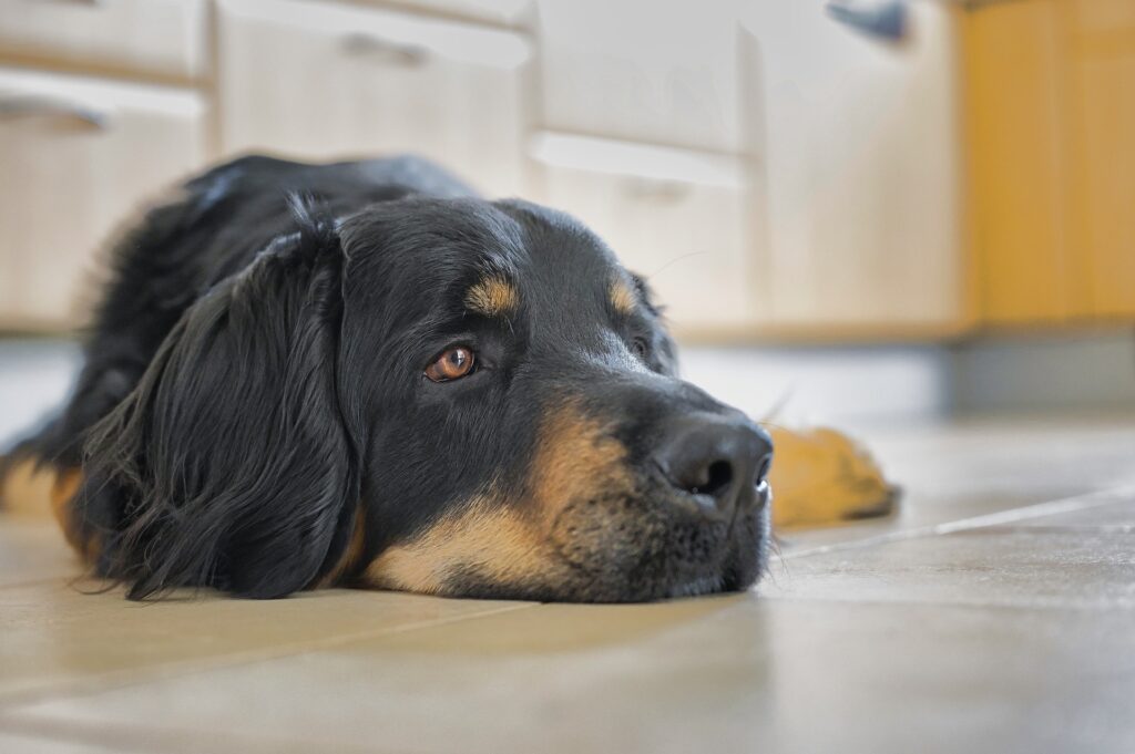 Blähungen Hund