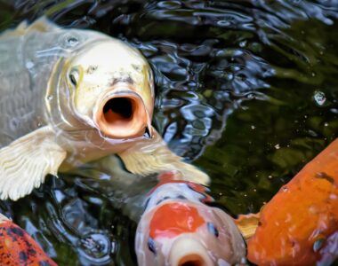 Tierpflege, Koi