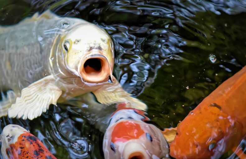 Tierpflege, Koi