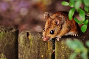 Hantavirus Desinfektionsmittel