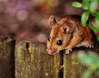 Hantavirus Desinfektionsmittel