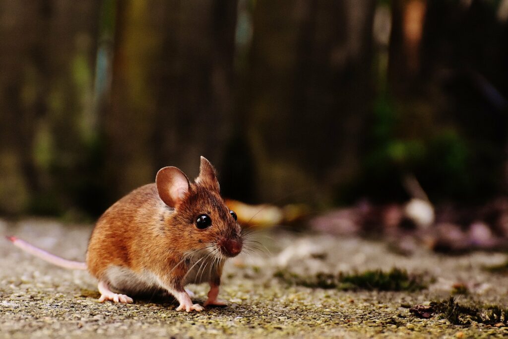 Raumluftdesinfektion, Hantavirus, Desinfektionsmittel gegen Mäusekot, Hantavirus, Hantavirus Desinfektionsmittel
