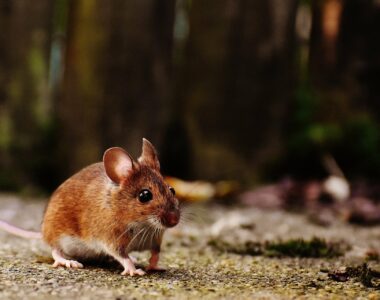 Raumluftdesinfektion, Hantavirus, Desinfektionsmittel gegen Mäusekot