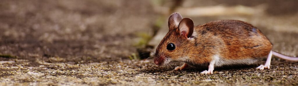 Hantavirus