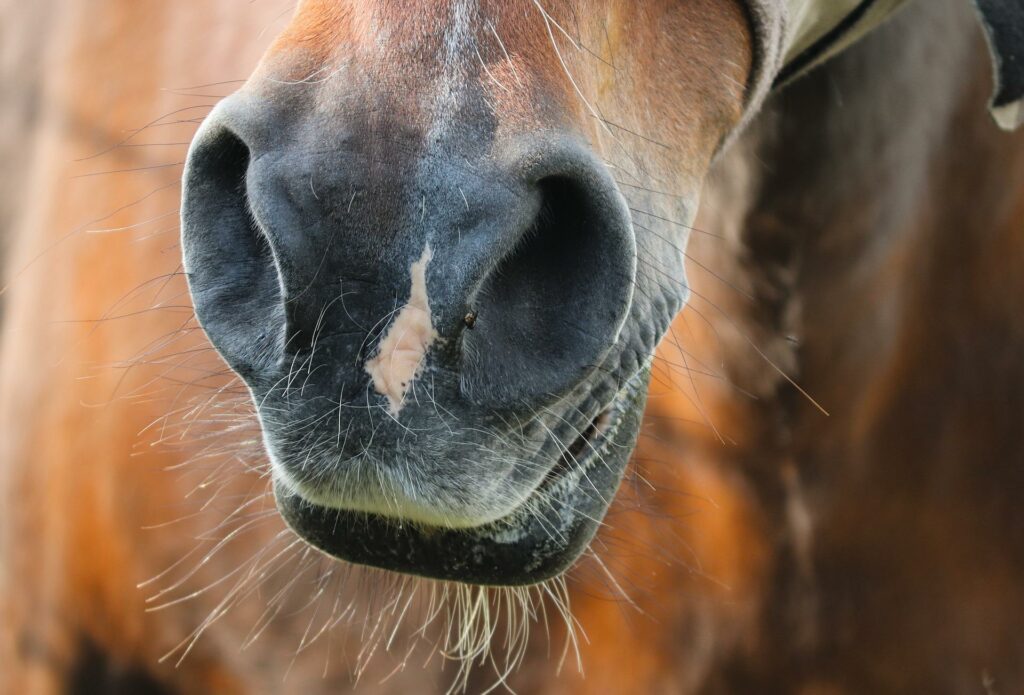 Inhalation Pferd