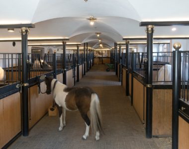 stalldesinfektion, Stallhygiene, Tierpflege