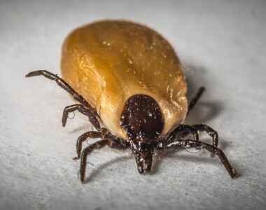 Borreliose, Tierpflege, Tierpflegemittel