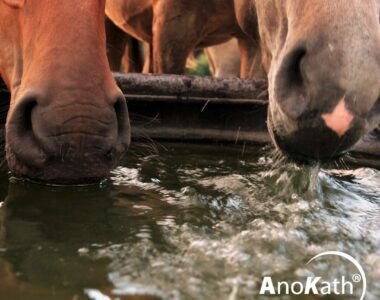 Wasser für Pferde aufbereiten