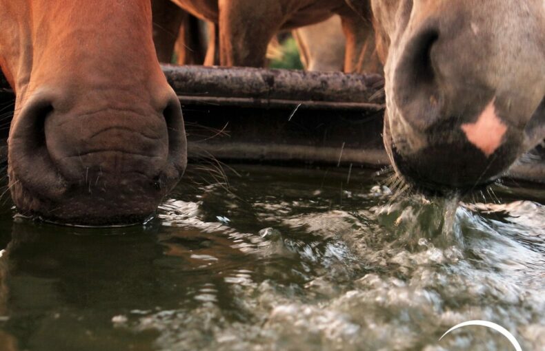 Wasser für Pferde aufbereiten