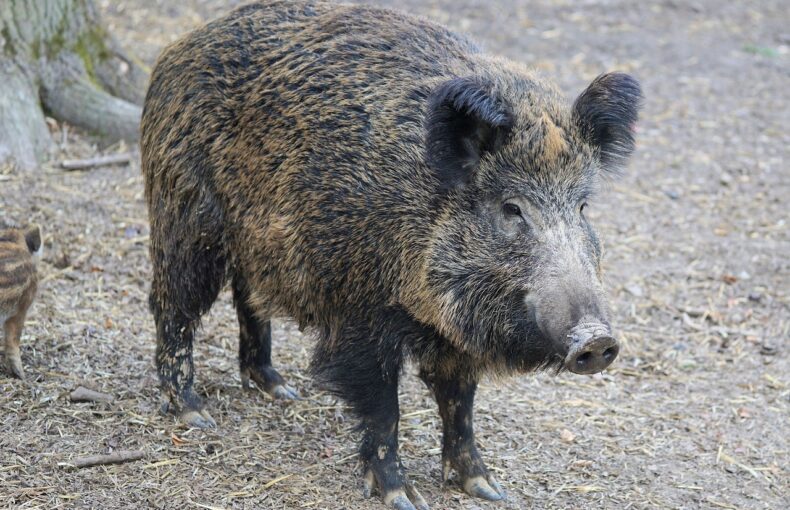Afrikanische Schweinepest: Desinfektion mit AnoKath