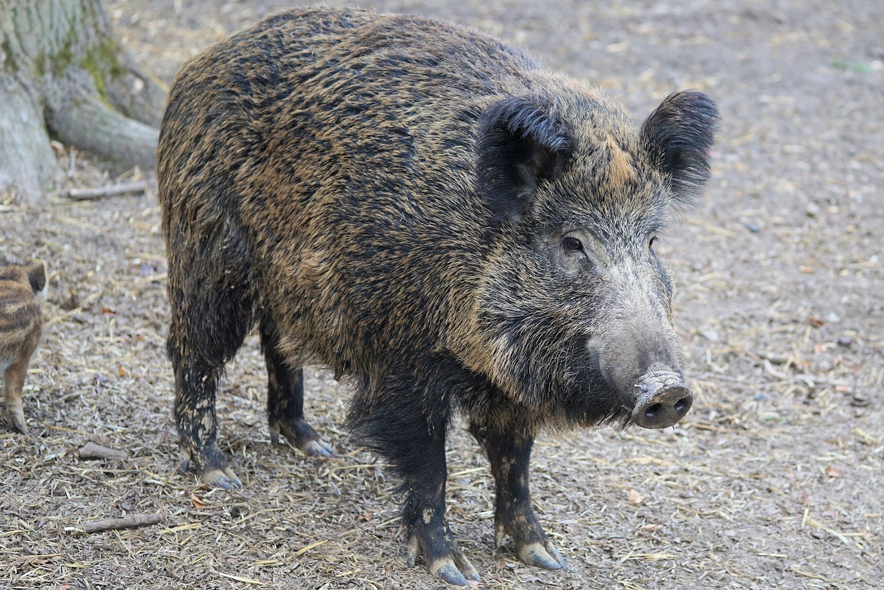 Afrikanische Schweinepest: Desinfektion mit AnoKath