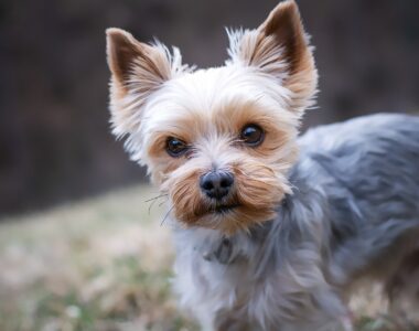 Desinfektionsmittel für Hunde, Hundekrankheit