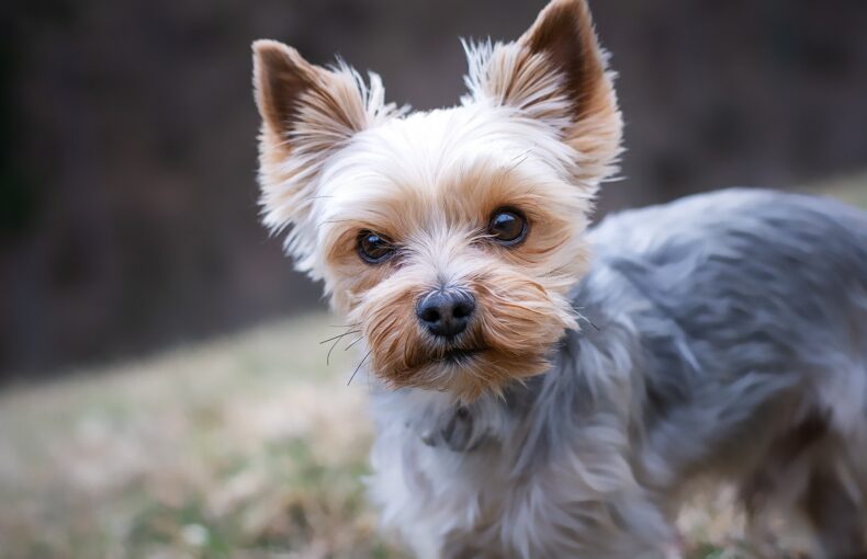 Desinfektionsmittel für Hunde