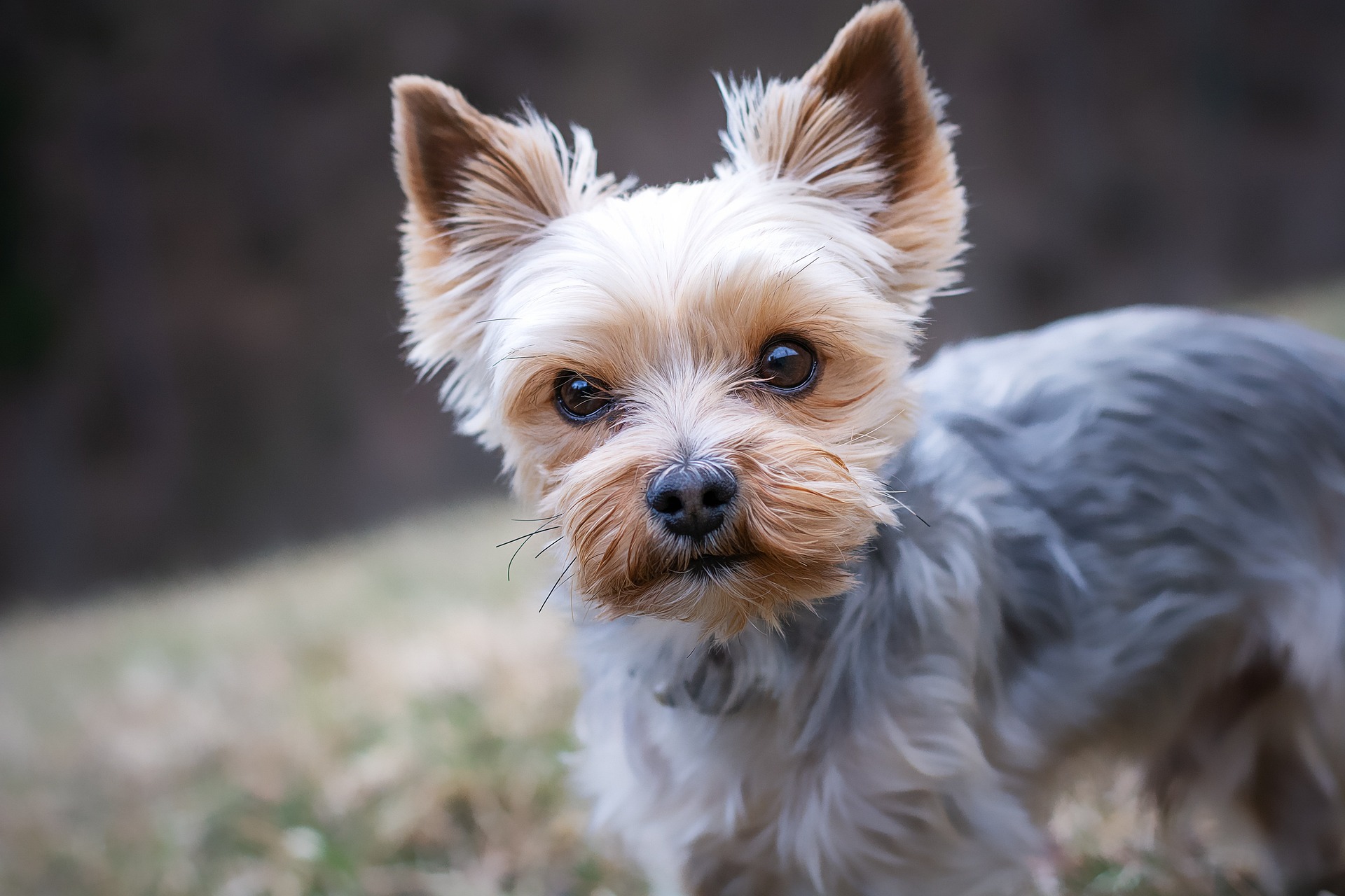 Desinfektionsmittel für Hunde